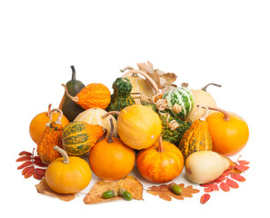 Pile of pumpkins with autumn foliage isolated on white backgroun