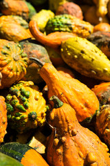 Harvest gourds