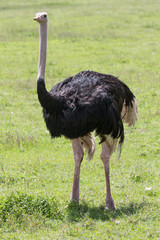 Ostrich Male