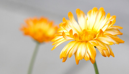 Yellow Daisy Flower on White Background