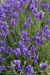 Gardens with the flourishing lavender