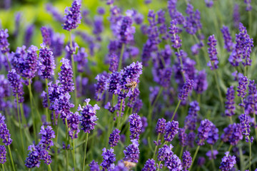 Gardens with the flourishing lavender
