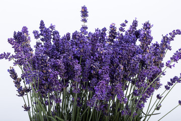 .Lavender isolated on white background. Close up.