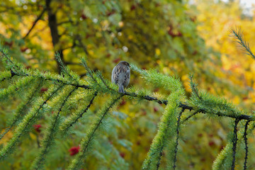 Воробей сидит на ветке дерева © 0lgam