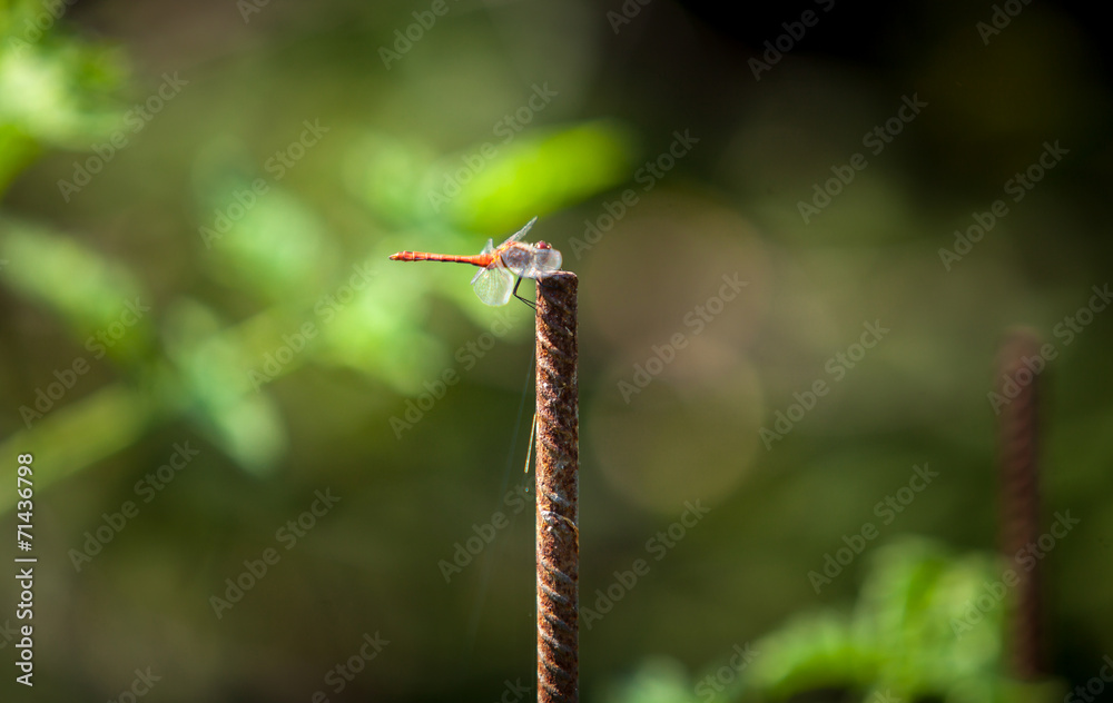 Wall mural dragonfly sitting on branch at sunny day in garden