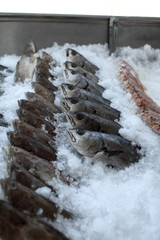 Various fishes on the ice counter