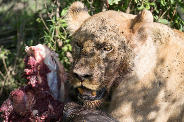 Lion eating wildebeest