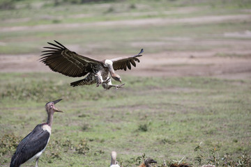Geier+Marabu