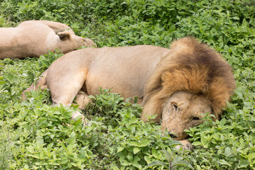 Naklejka premium Loewe