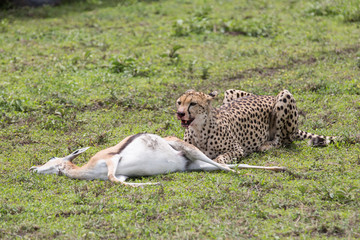 Gepard Eating
