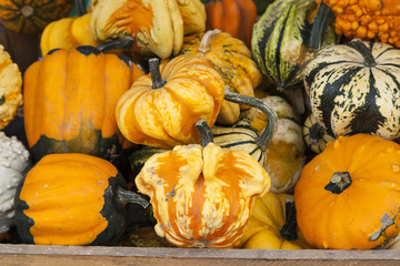 colorful pumpkins