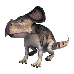 Dinosaur Protoceratops