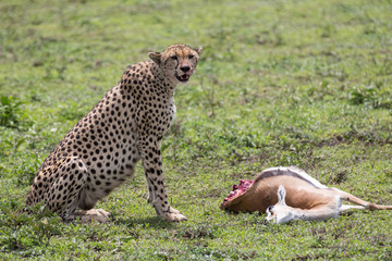 Gepard hunting and eating