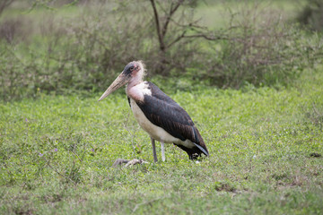 Marabu