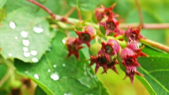 Summer shadberries macro