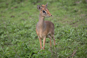 Dikdik