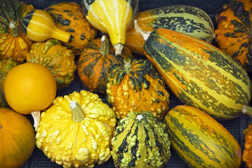 Small pumpkins and gourds for sale in fall.