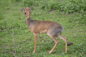 Dikdik
