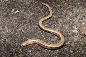 Blindschleiche auf Wanderpfad