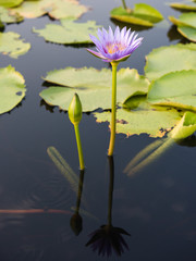 Purple lotus flower on water