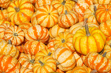 Colorful pumpkins