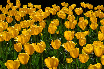 Obraz premium yellow tulips