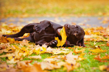 brown labrador puppy playing in fallen leaves