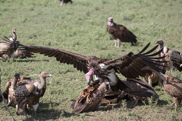 vulture eating wildebeest