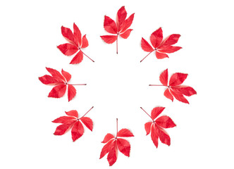 Wilder Wein, rote Herbstblätter, Parthenocissus quinquefolia