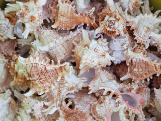 Stack of sea shells