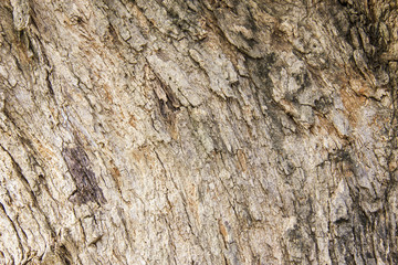 Bark of tree texture