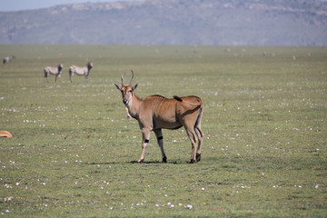 Eland