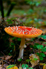 Ядовитый гриб