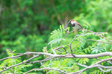 Natural background. Sparrow sitting on a branch of rowan