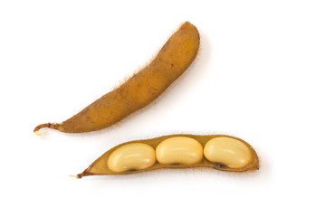 Boiled soybean isolated on the white background