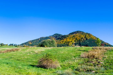 Fototapeta na wymiar Autumnal forest on the hill