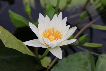 Water Lily flower with raindrop