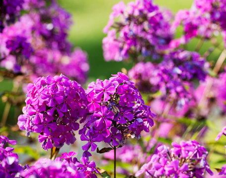 Purple Phlox Flowers