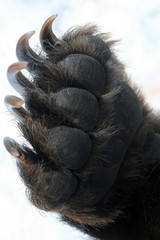 Forepaw grizzly bear, leg with claws