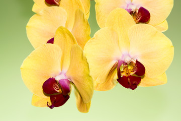 Gelbe Orchideen Poster