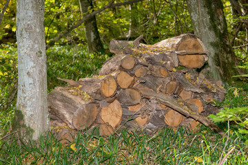 Harvested wood in the forest