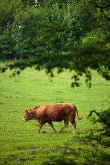 Cows grazing on a lovely green pasture