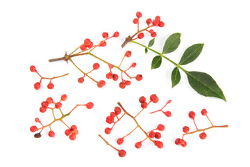 Szechuanpfeffer (Zanthoxylum piperitum)