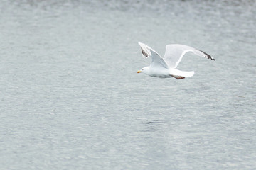 Larus argentatus, Herring Gull