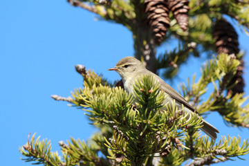 Phylloscopus trochilus, Willow Warbler