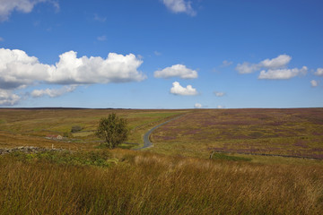 upland landscape
