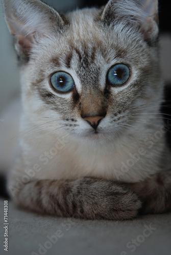 Chat Blanc Aux Yeux Bleus Stock Photo And Royalty Free