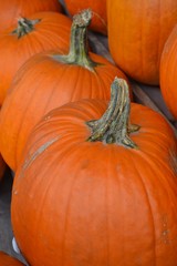 Pumpkins!-Pumpkins!-Pumpkins!-3