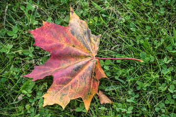 maple-leaf