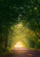 Country road through the green wood